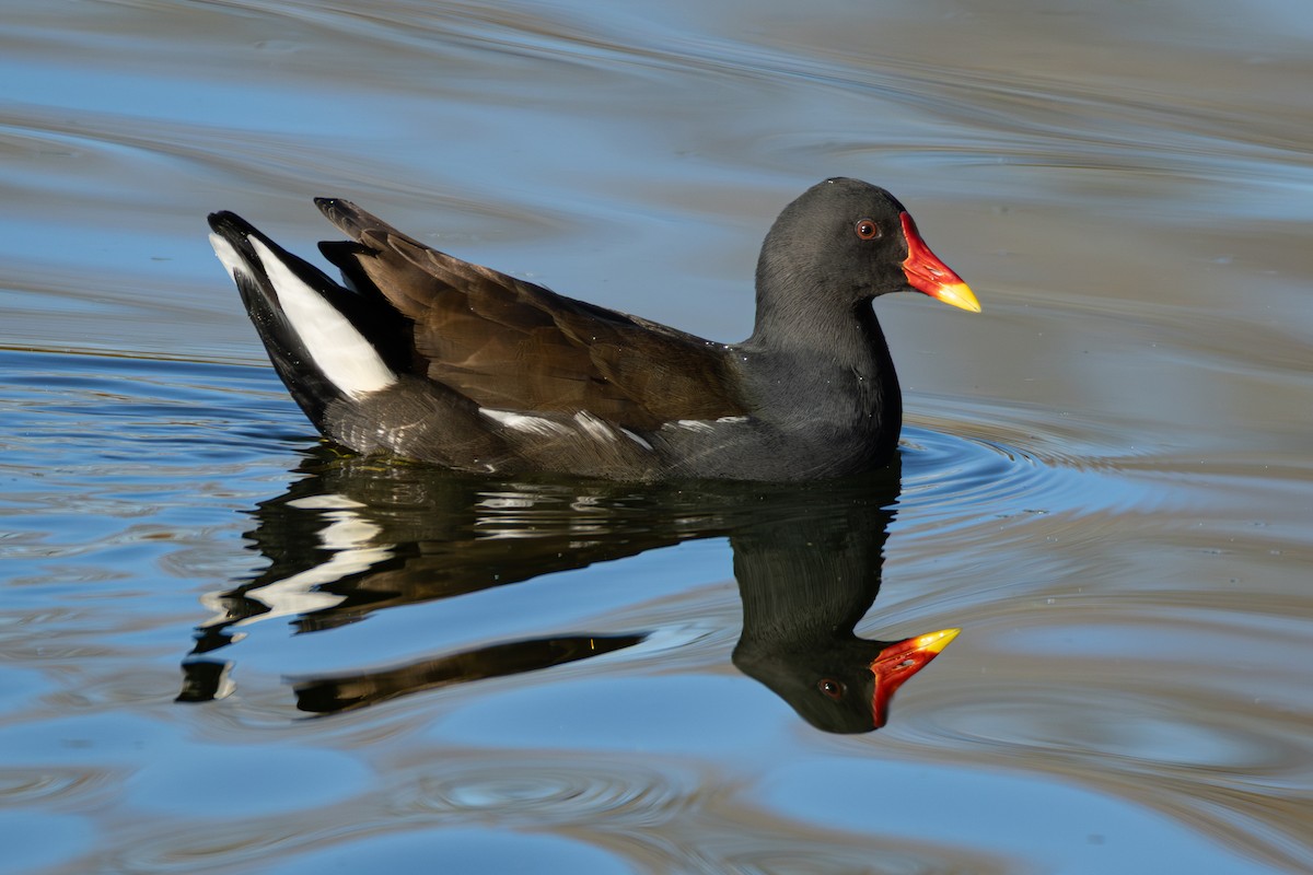 Eurasian Moorhen - ML646296892