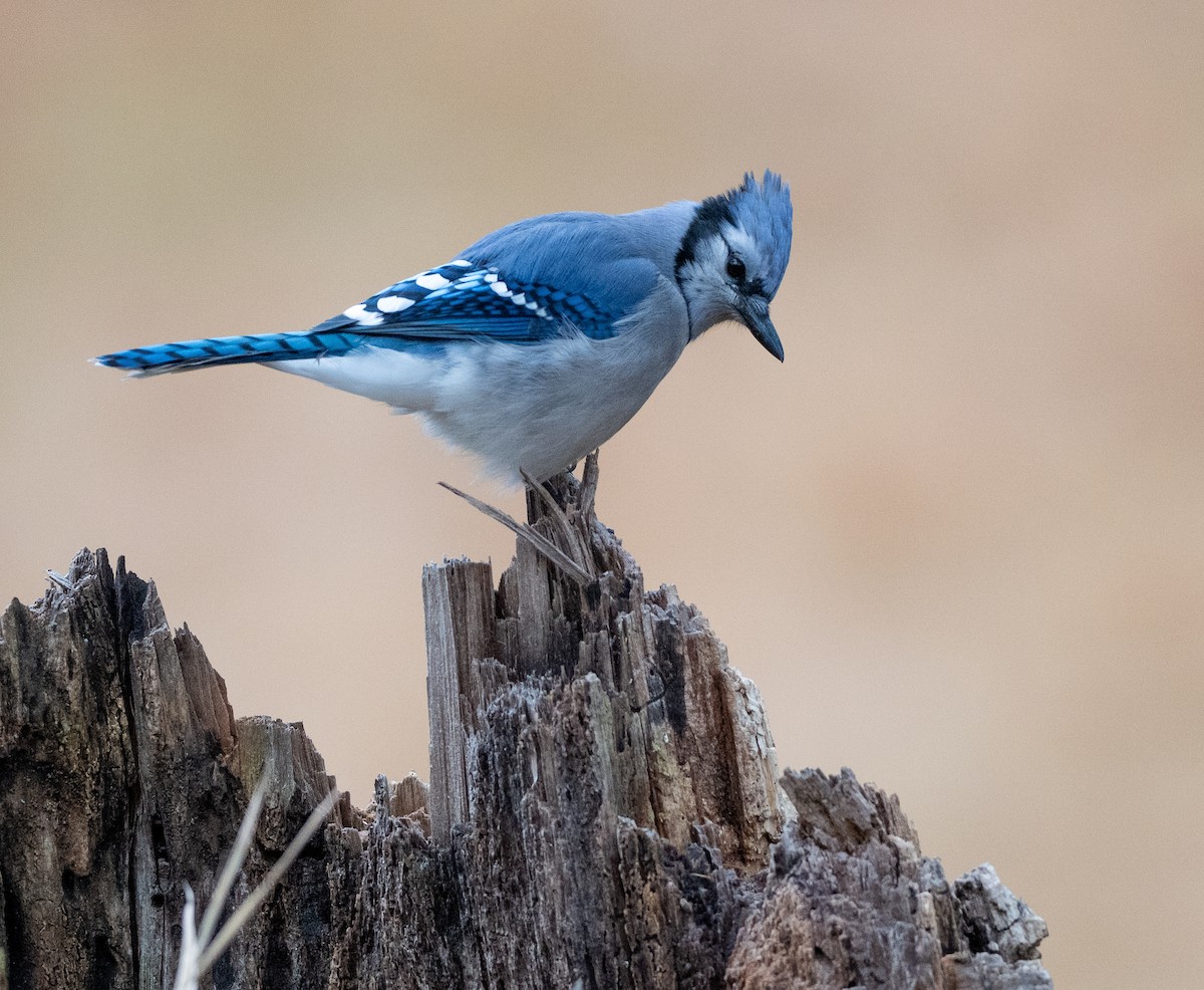 sojka chocholatá - ML646296895
