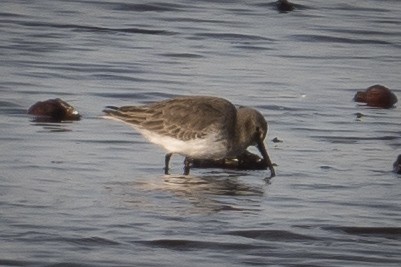 Dunlin - ML646296898