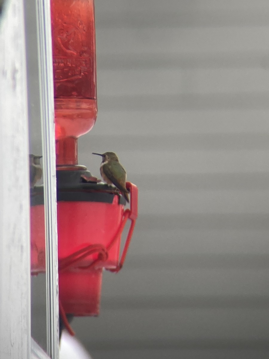 Rufous Hummingbird - ML646296899