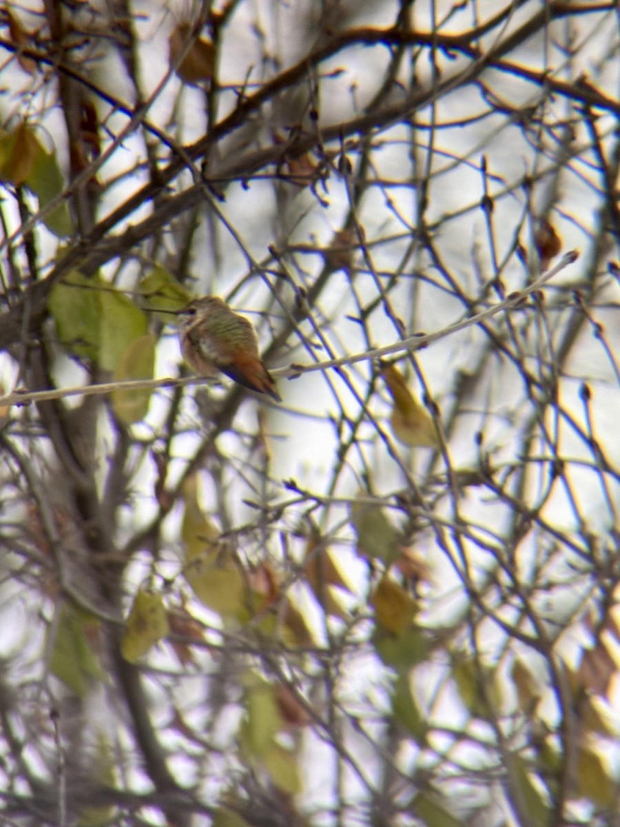 Rufous Hummingbird - ML646296900