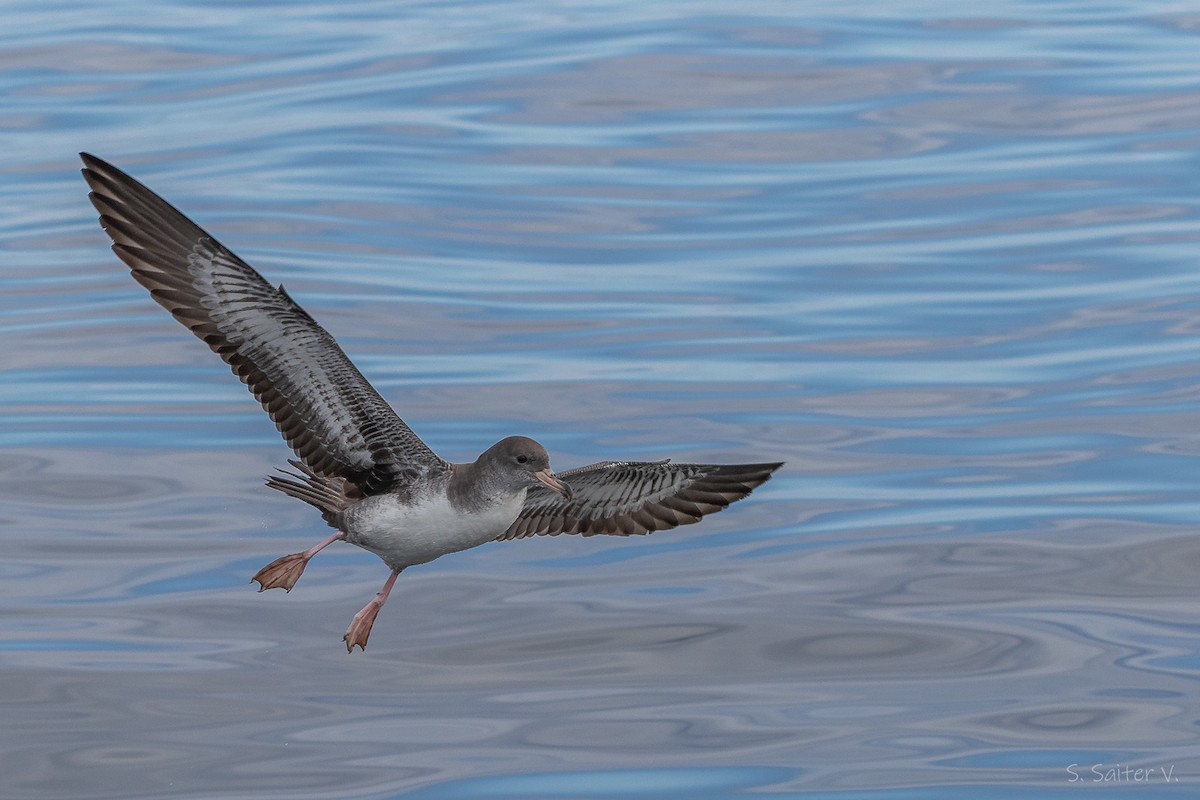 Pink-footed Shearwater - ML646296901