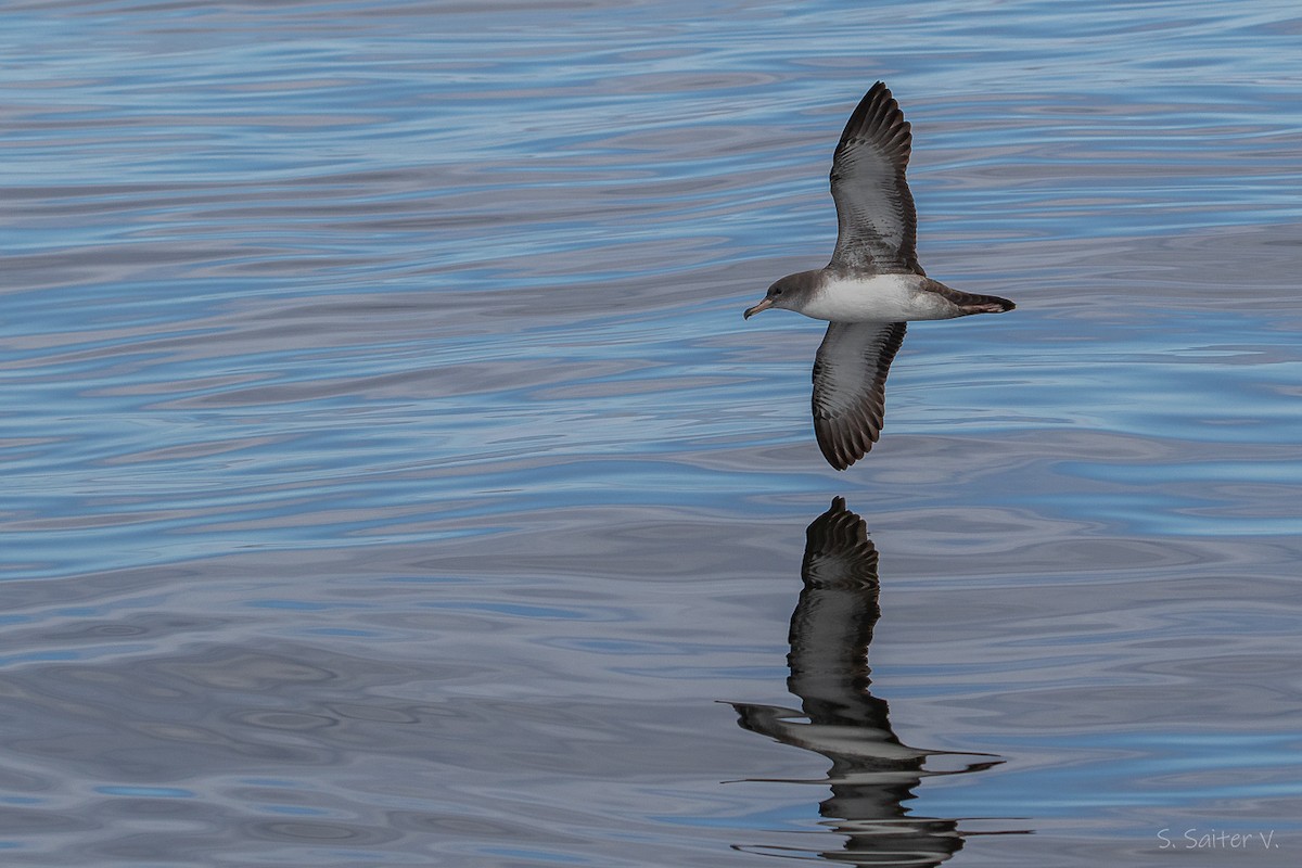 Pink-footed Shearwater - ML646296902