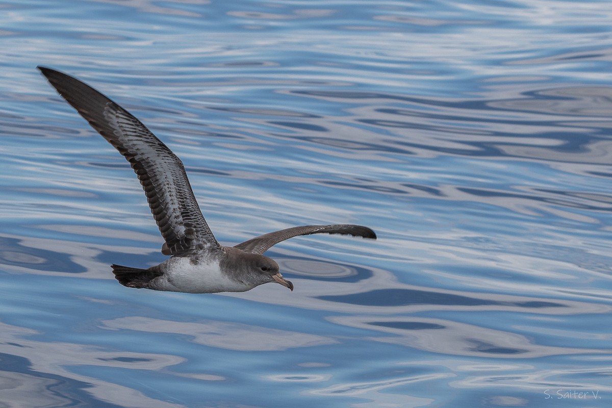 Pink-footed Shearwater - ML646296903