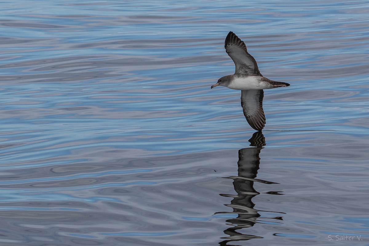Pink-footed Shearwater - ML646296904
