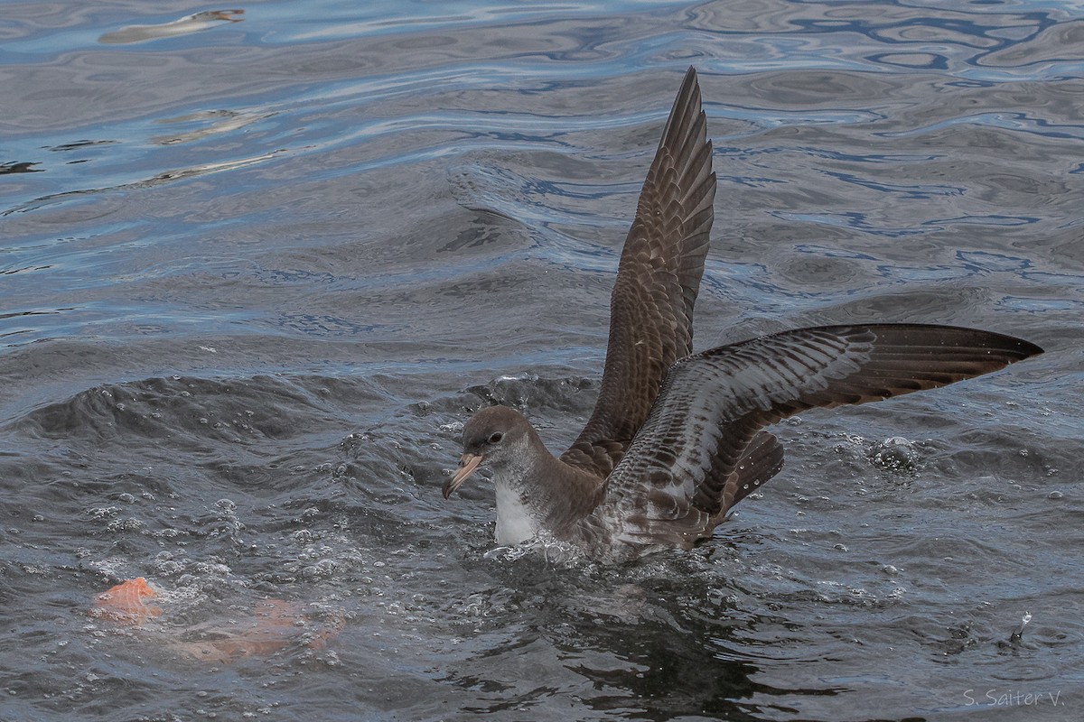 Pink-footed Shearwater - ML646296909