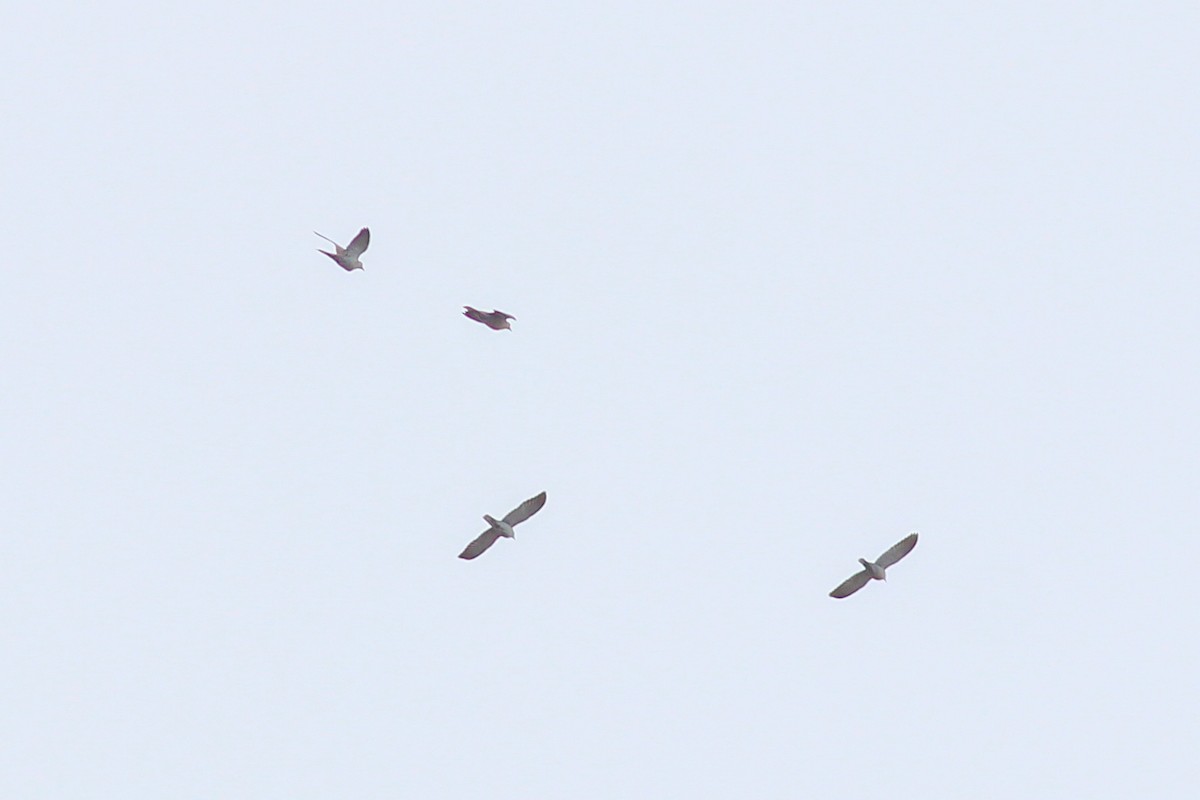 Tortora dal collare - ML646296910