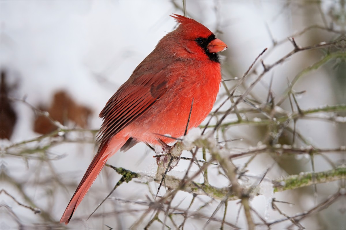 Northern Cardinal - ML646296916