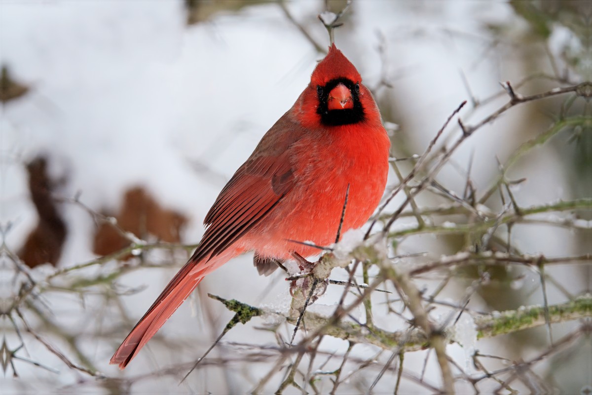 Northern Cardinal - ML646296917