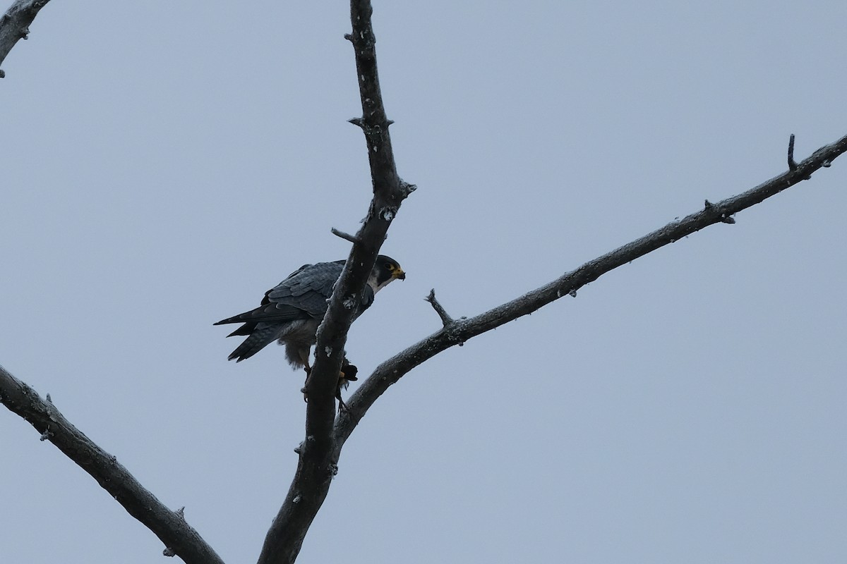 sokol stěhovavý - ML646296921