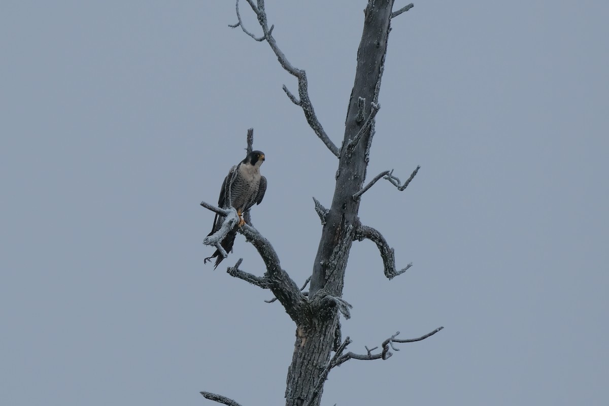 sokol stěhovavý - ML646296928