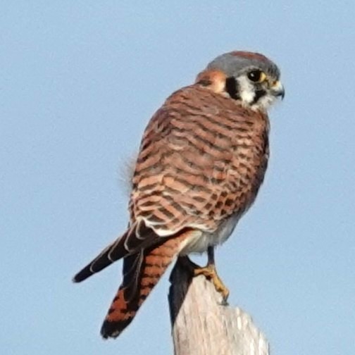 American Kestrel - ML646296929