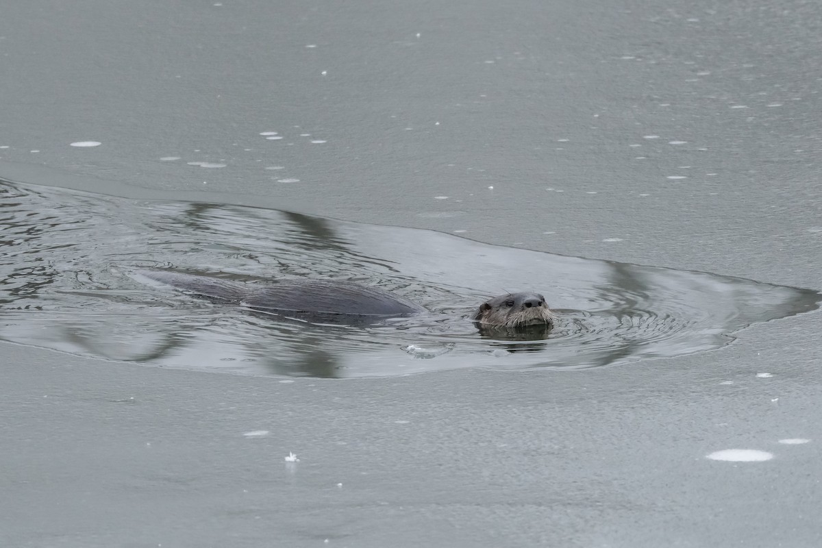 North American River Otter - ML646296932