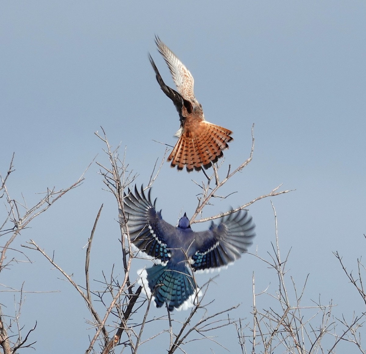 Blue Jay - ML646296935