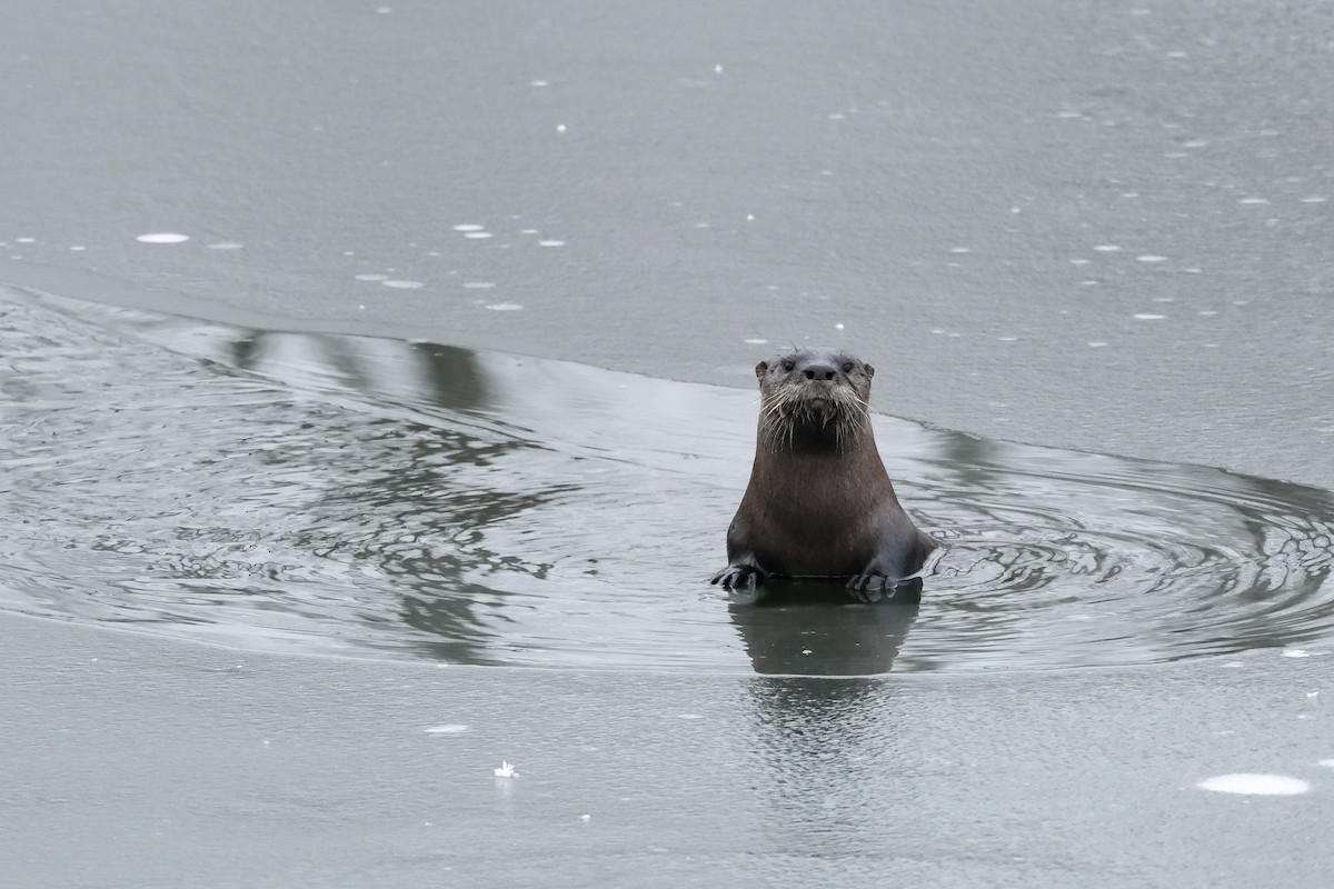North American River Otter - ML646296937