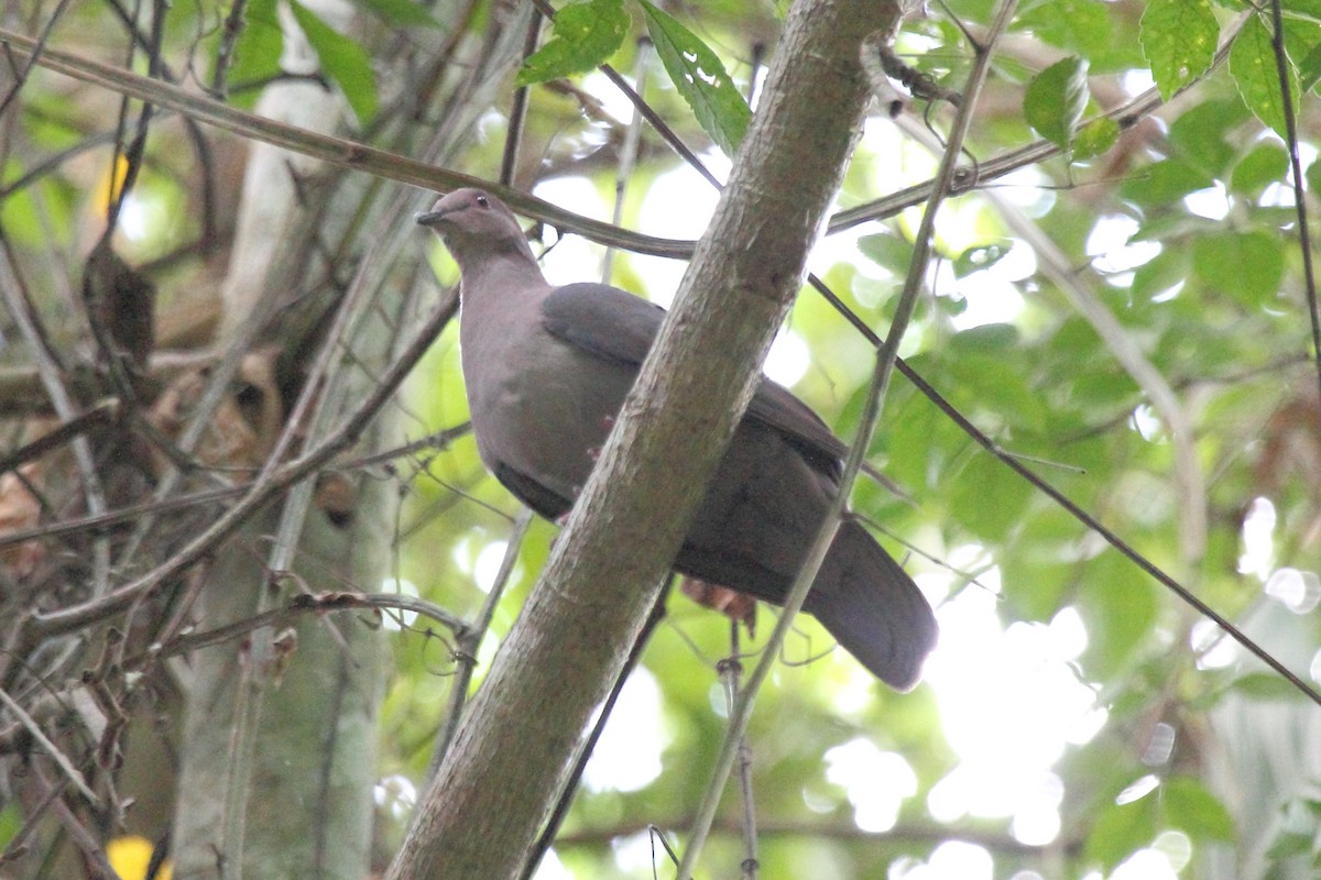 Short-billed Pigeon - ML646296938