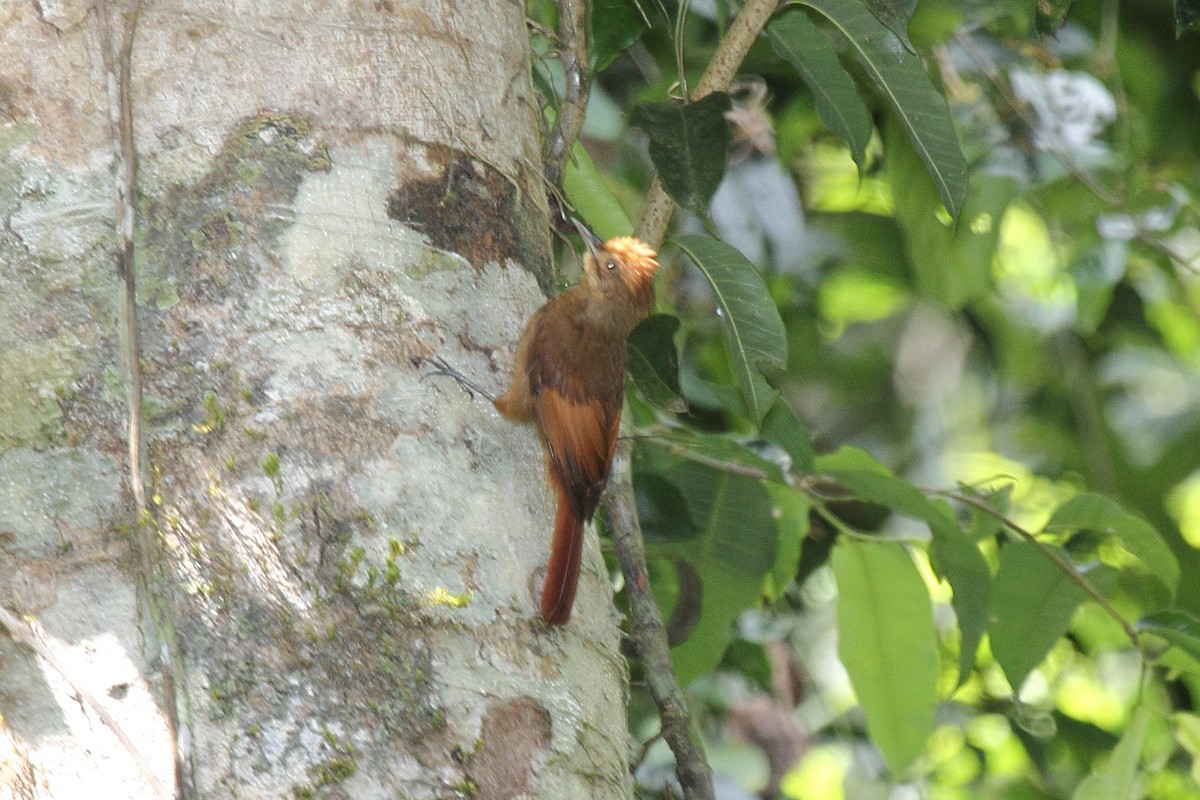 Tawny-winged Woodcreeper - ML646296947