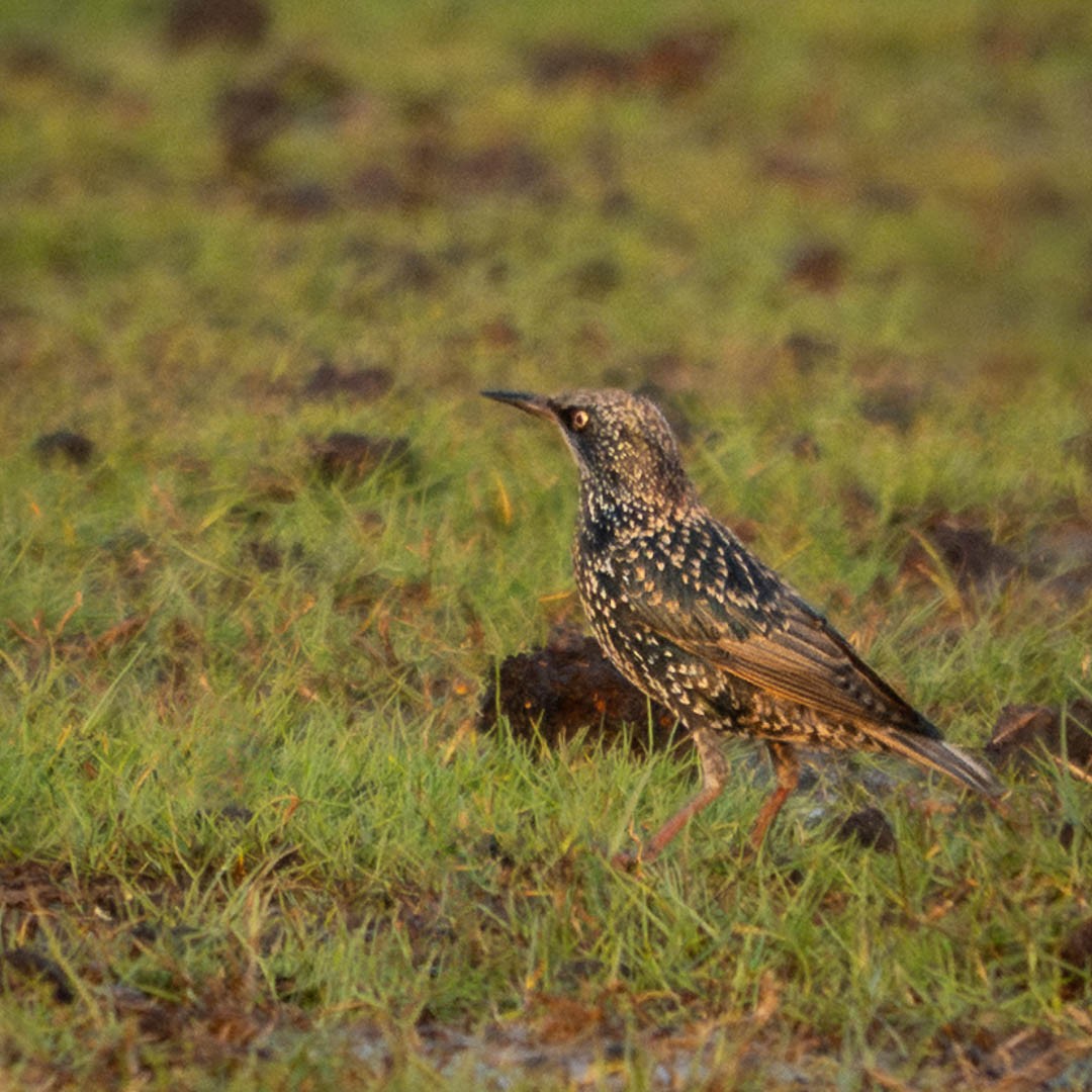 歐洲椋鳥 - ML646296949