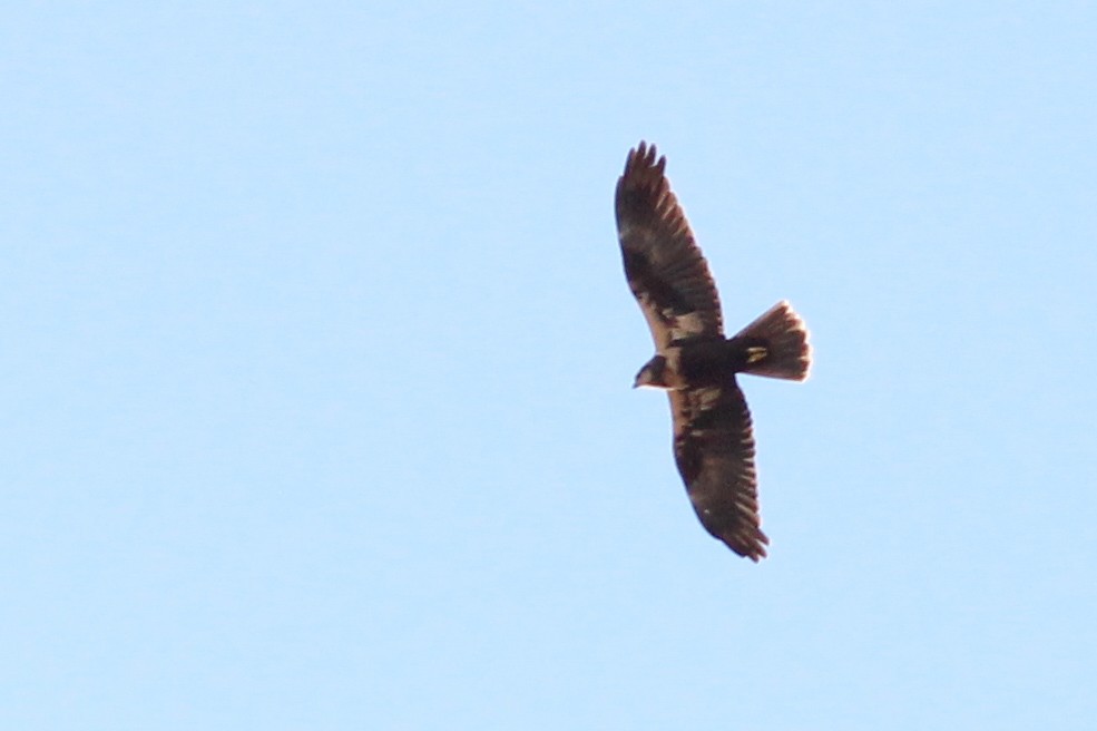 Falco di palude - ML646296968