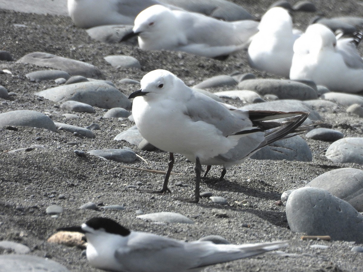 ハシグロカモメ - ML646296970