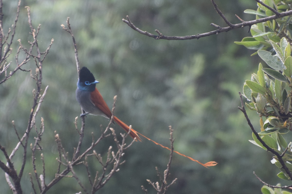 African Paradise-Flycatcher - ML646296971