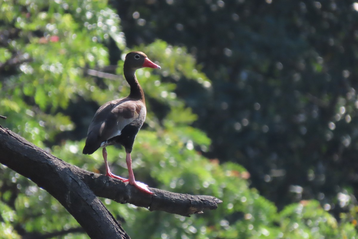 Black-bellied Whistling-Duck - ML646296977