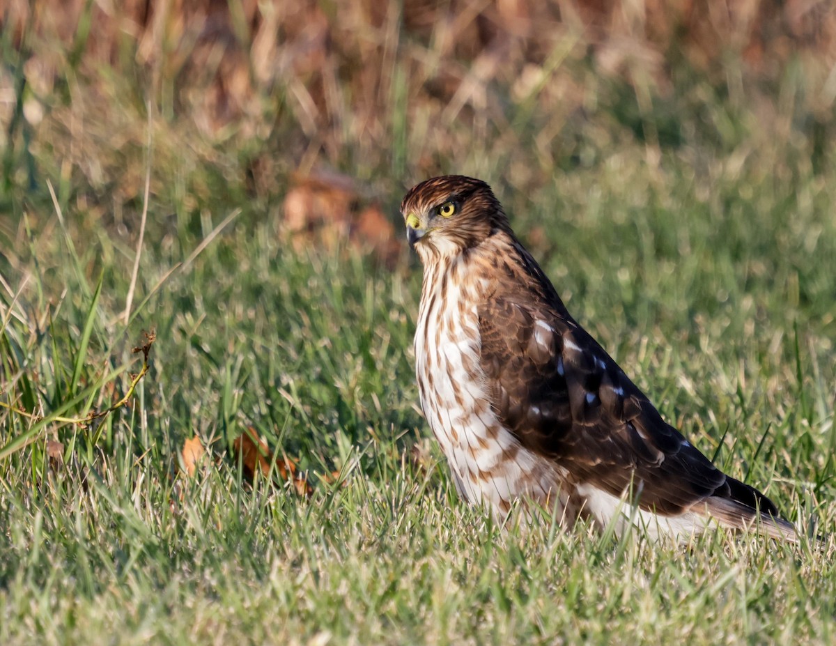 Cooper's Hawk - ML646296983