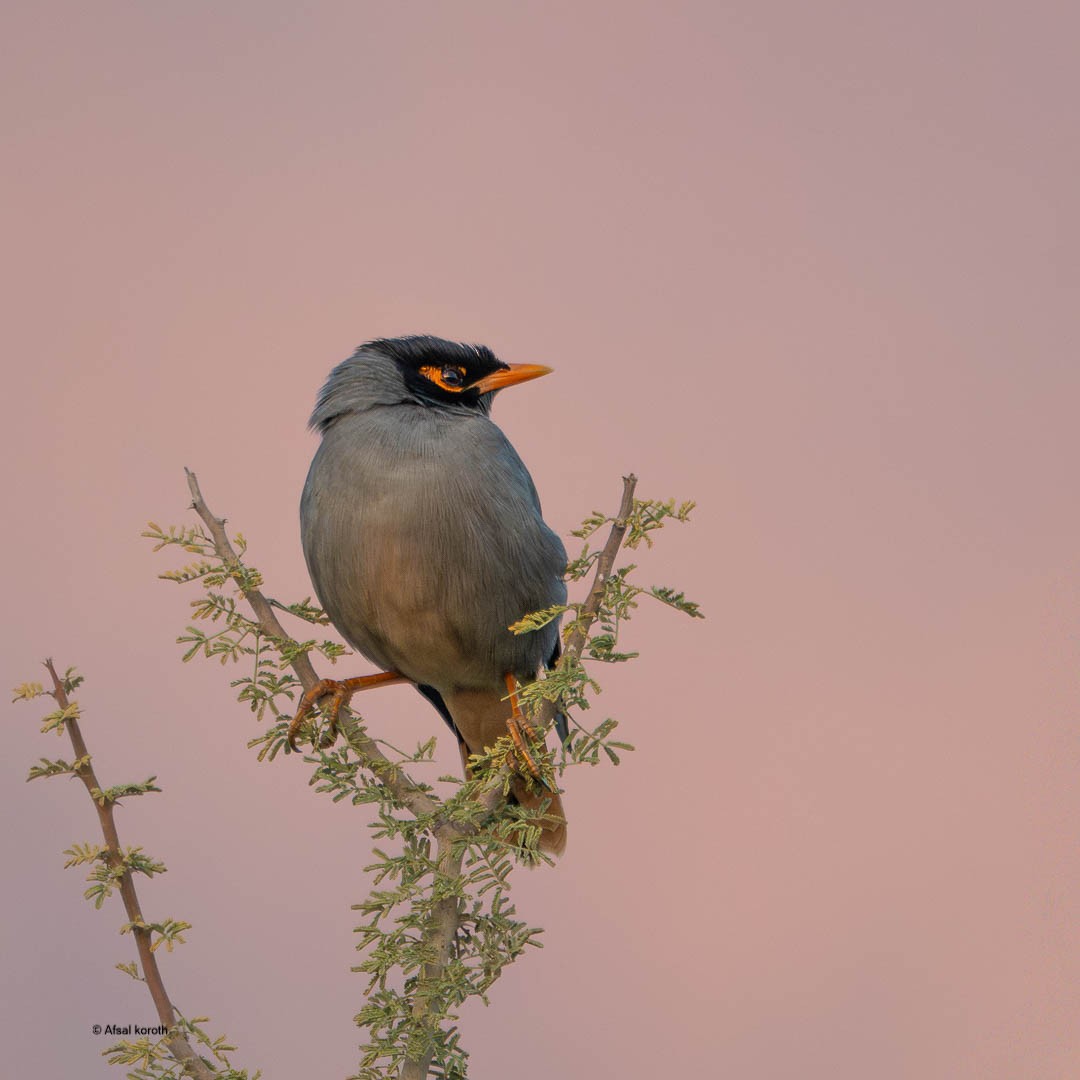 岸八哥 - ML646296984