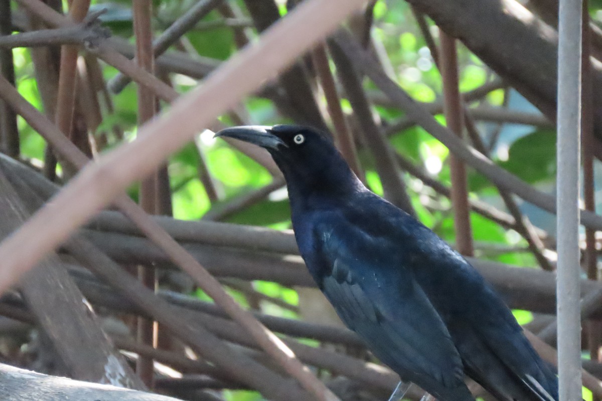 Great-tailed Grackle - ML646296990