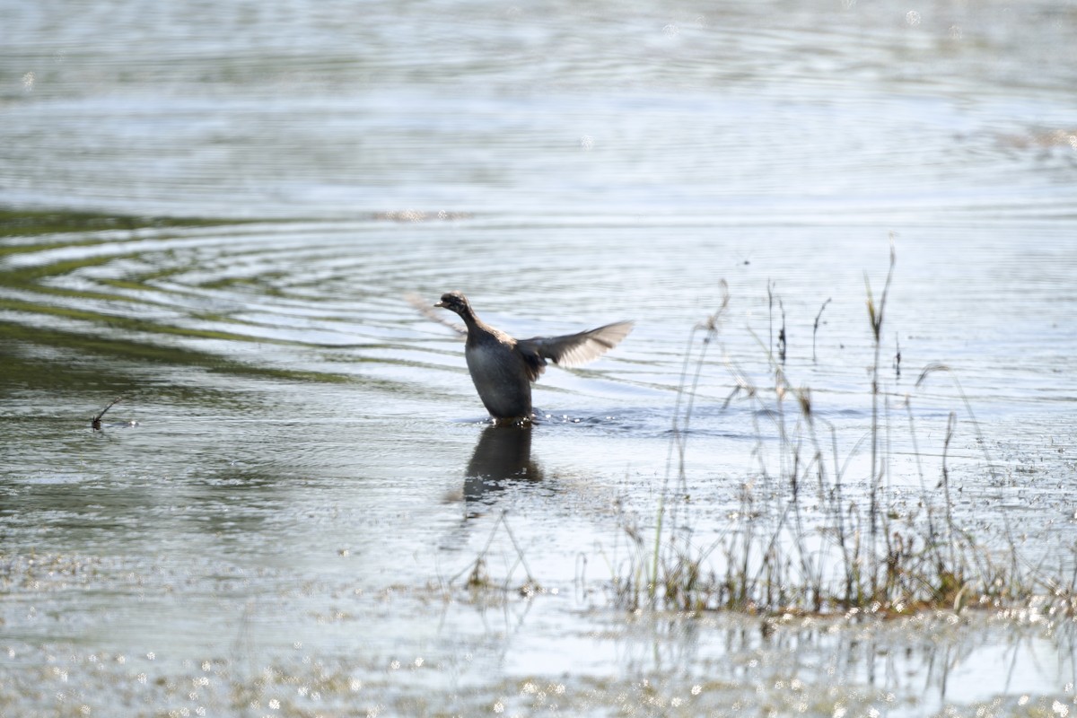 Little Grebe (Little) - ML646296991
