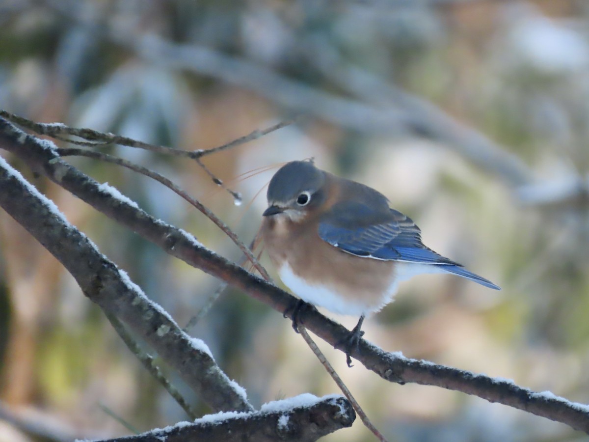 Eastern Bluebird - ML646297000