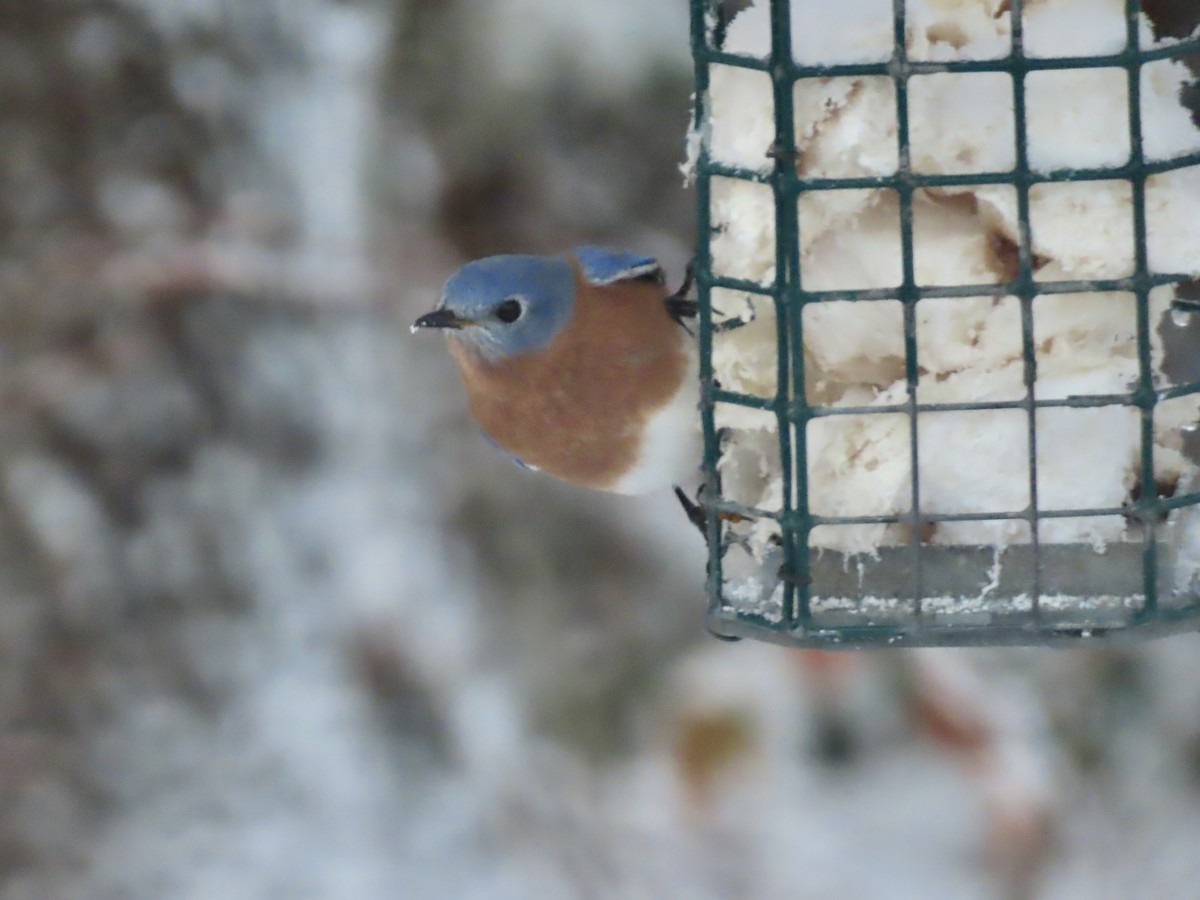 Eastern Bluebird - ML646297001