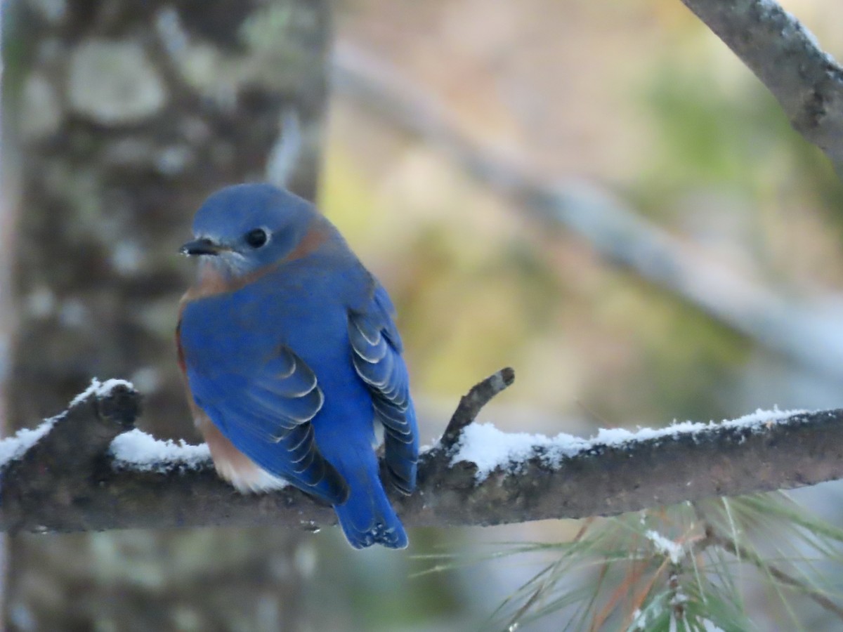 Eastern Bluebird - ML646297002
