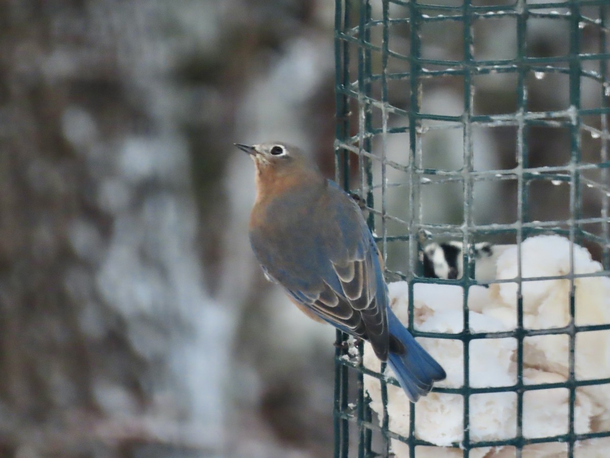 Eastern Bluebird - ML646297003