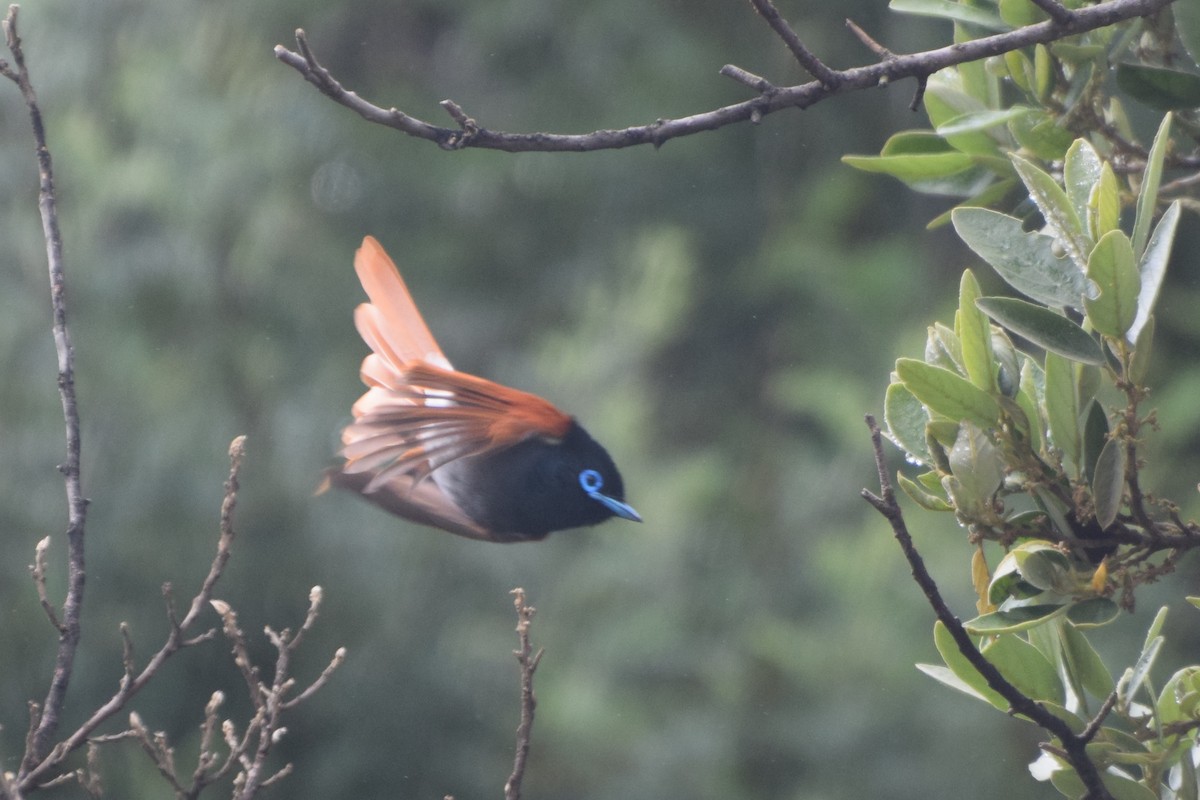 African Paradise-Flycatcher - ML646297007