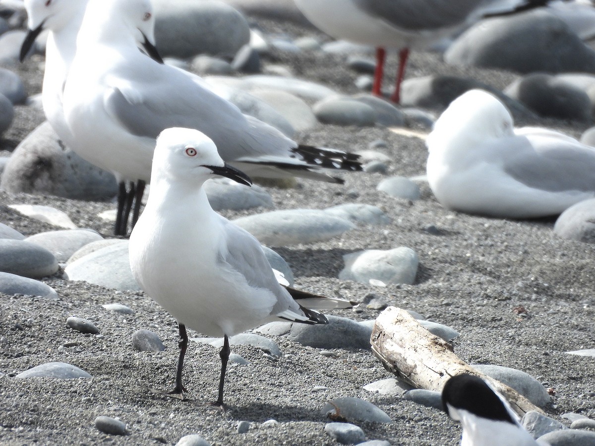 ハシグロカモメ - ML646297008