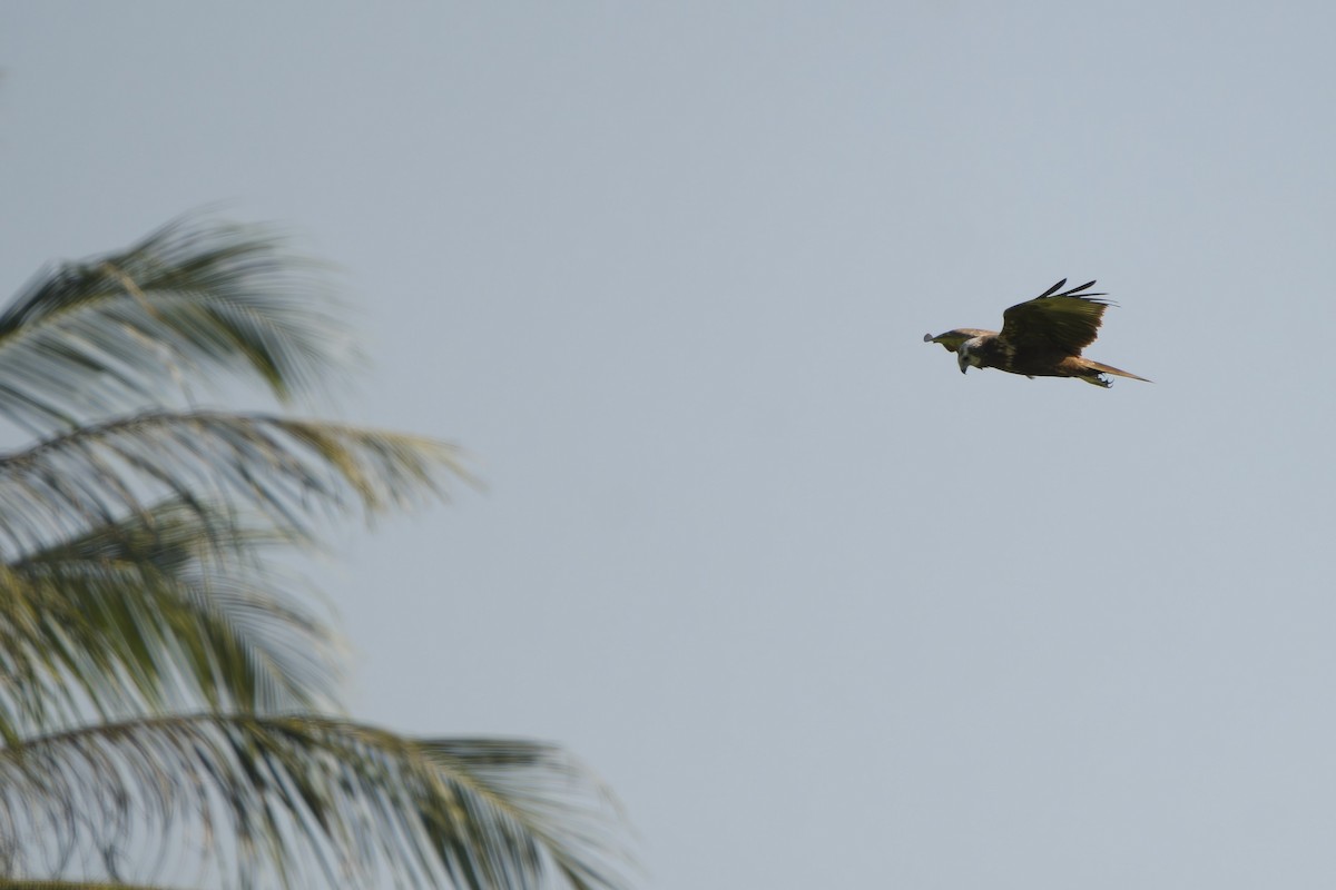 Eastern Marsh Harrier - ML646297009