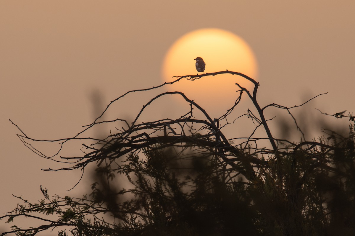 Woodchat Shrike (Western) - ML646297010
