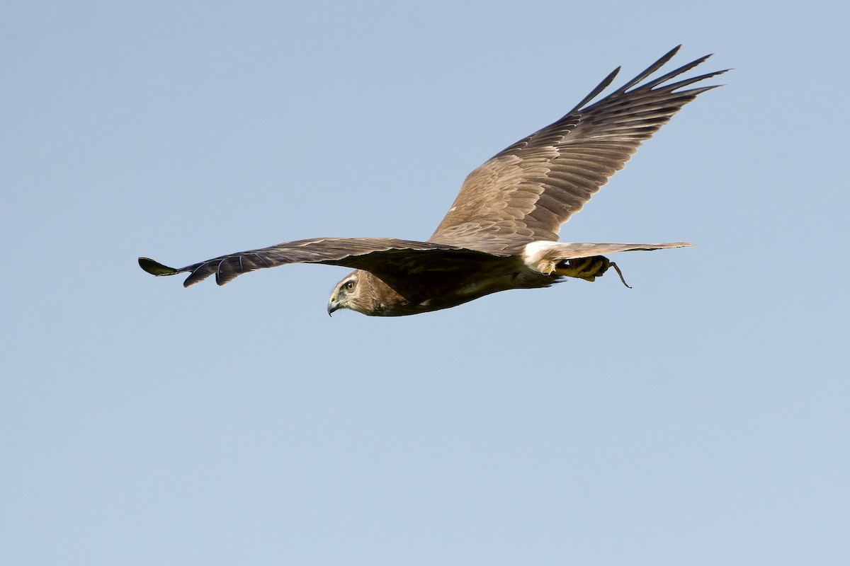 Alaca Delice - ML646297014