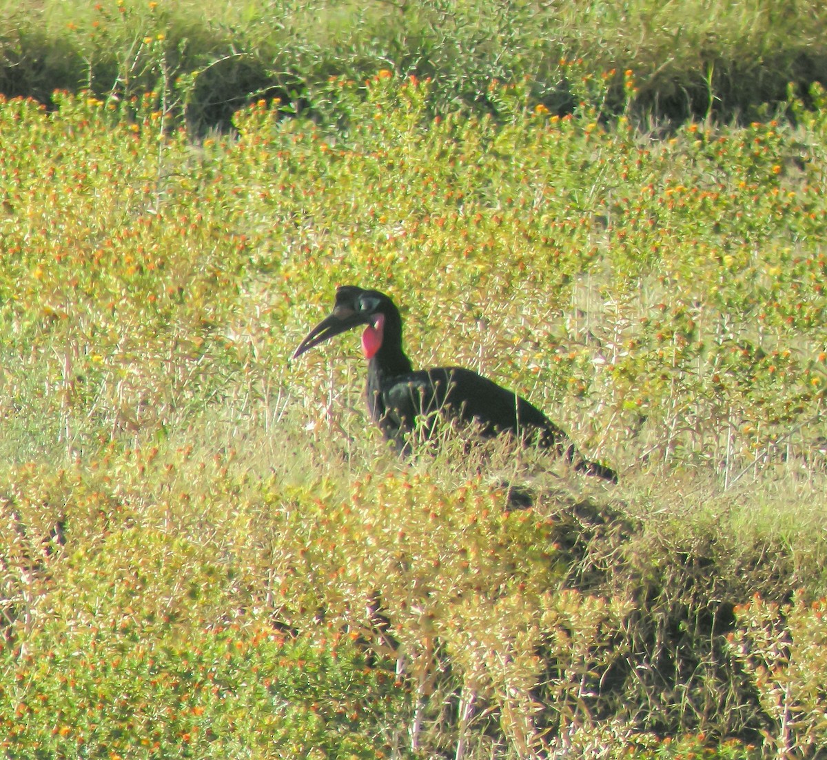 Abyssinian Ground-Hornbill - ML646297021