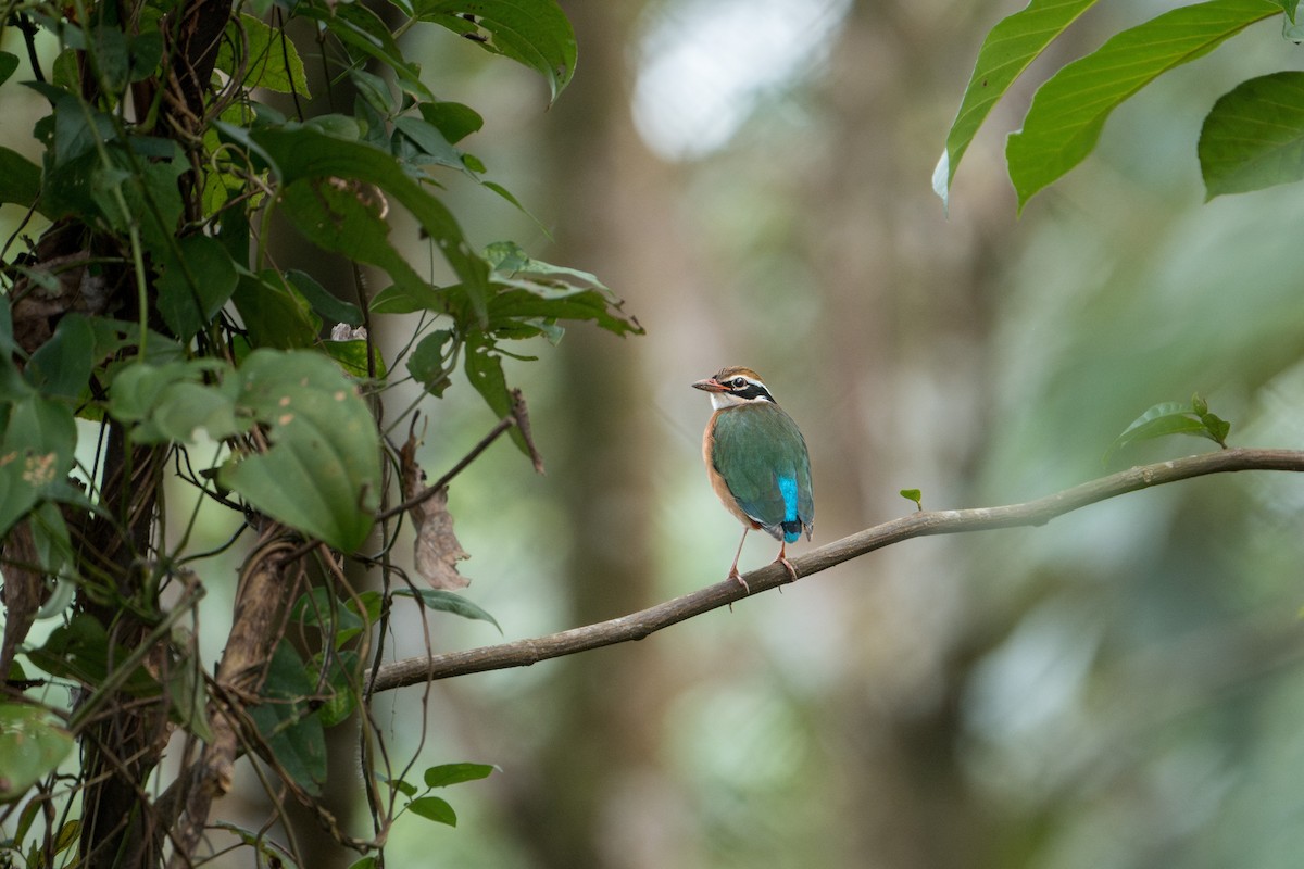 Indian Pitta - ML646297028