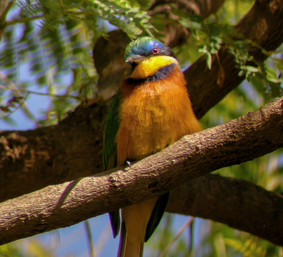 Ethiopian Bee-eater - ML646297032
