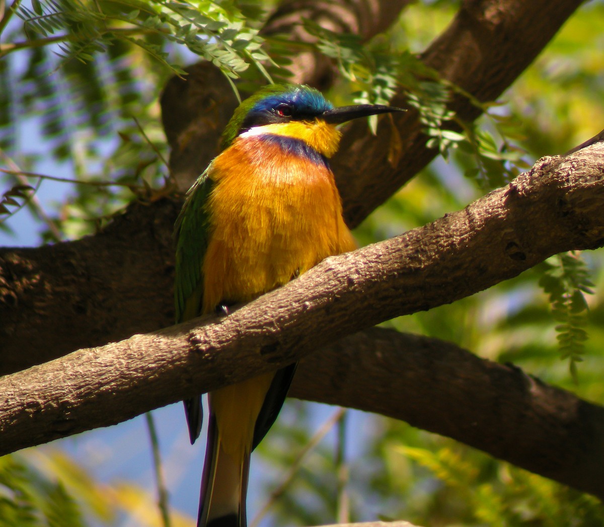 Ethiopian Bee-eater - ML646297033