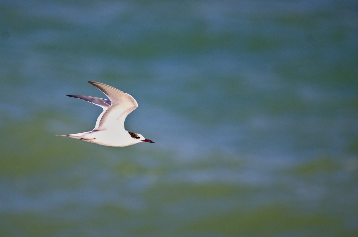 Txenada arrunta - ML646297035