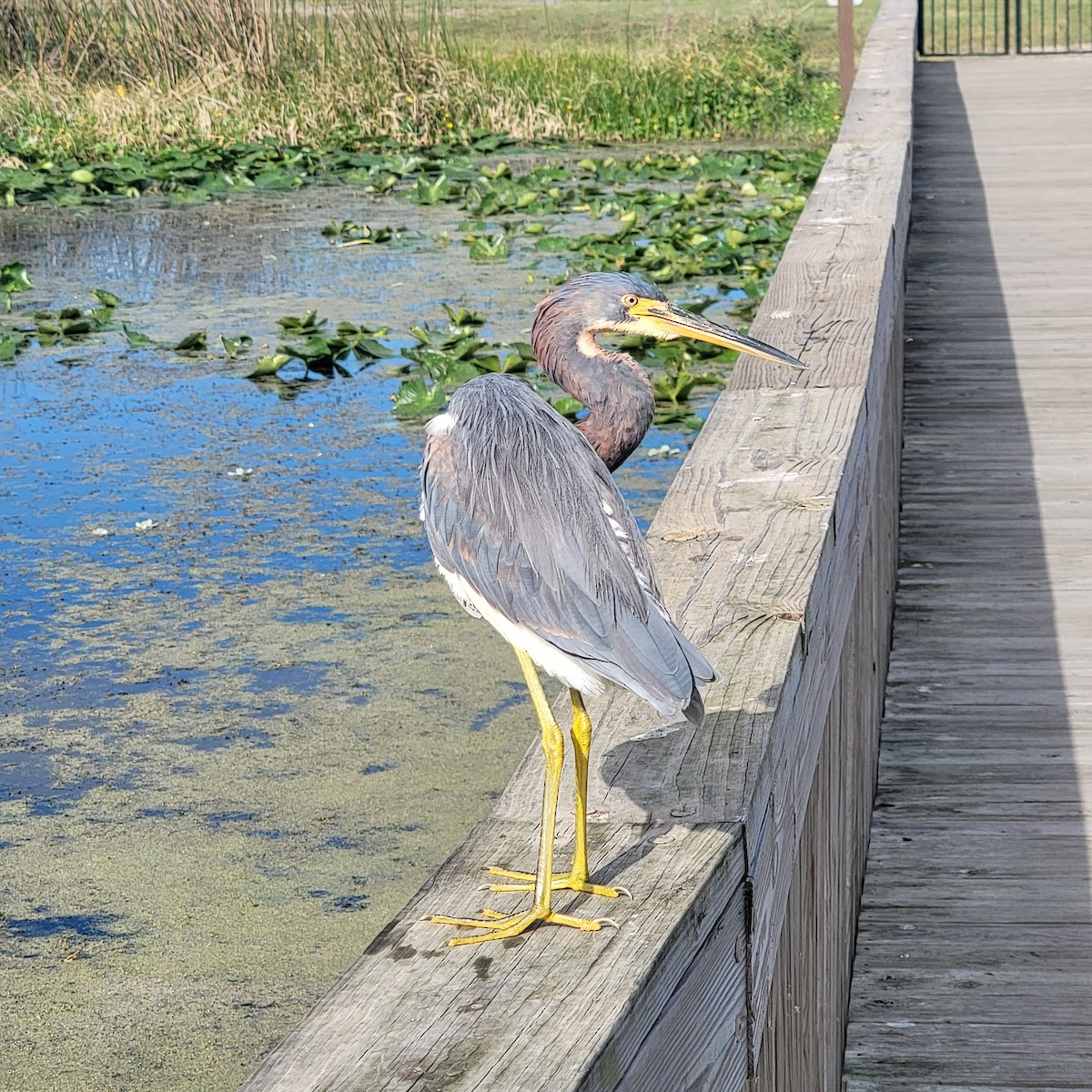 Tricolored Heron - ML646297036