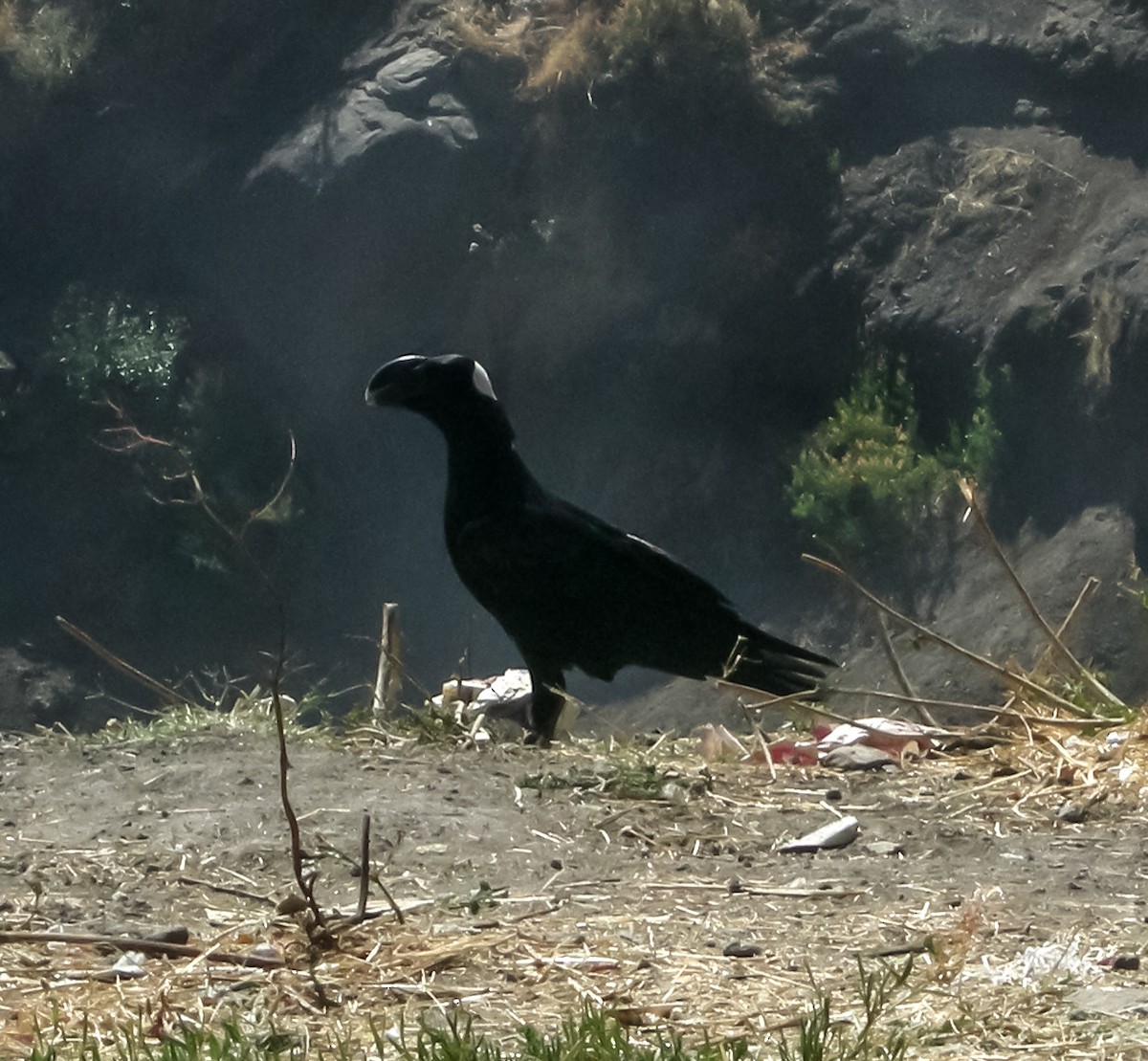 Thick-billed Raven - ML646297037
