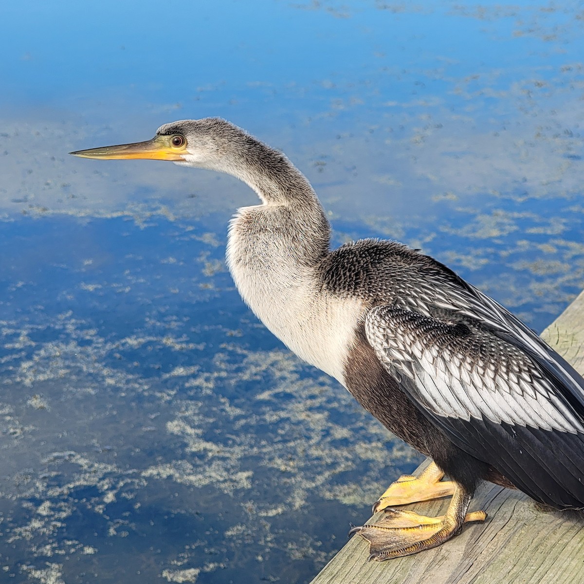 Anhinga - ML646297038