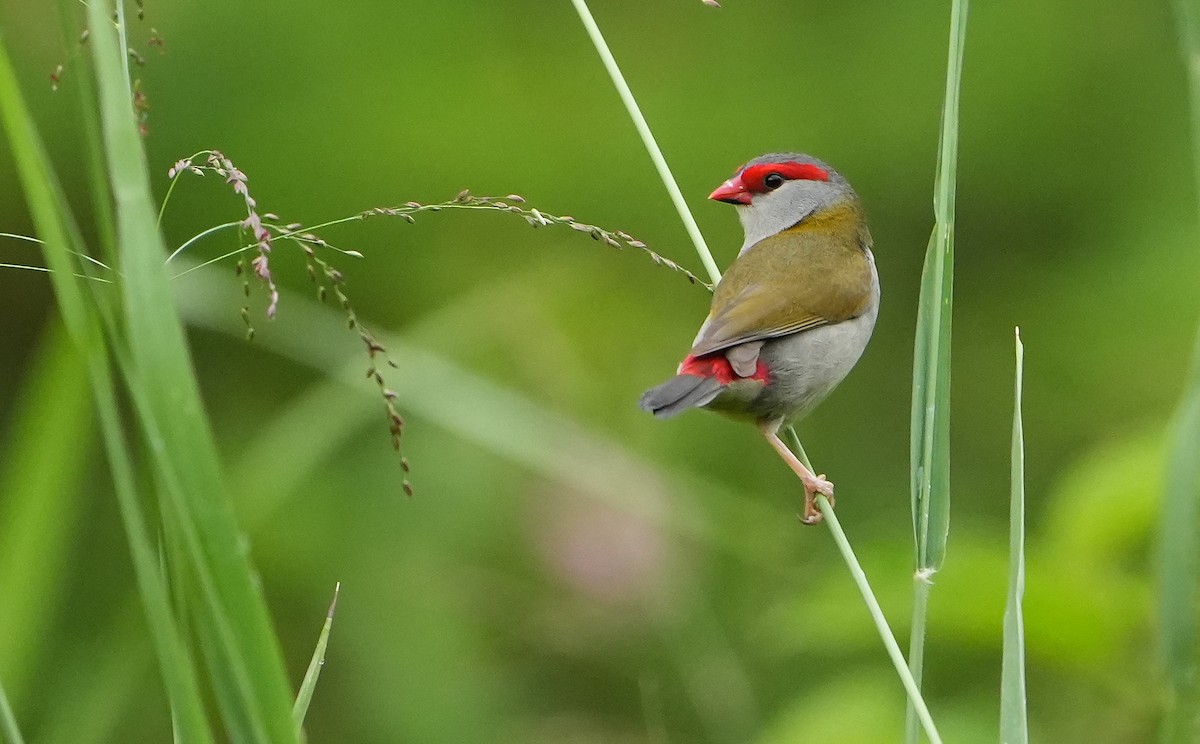 Red-browed Firetail - ML646297042