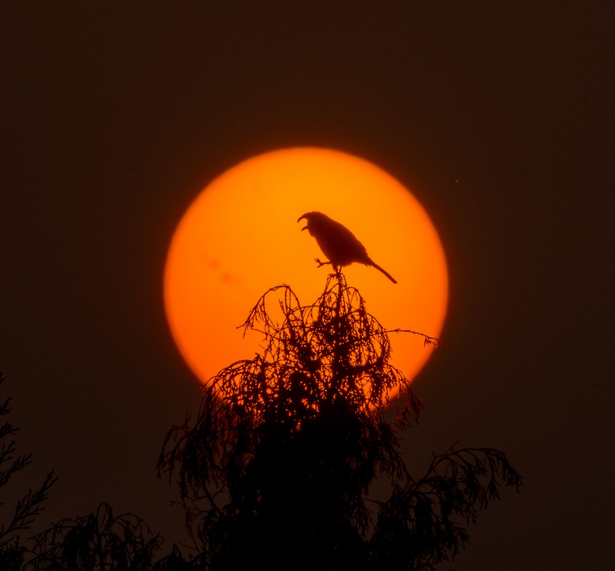 Himalayan Bulbul - ML646297044