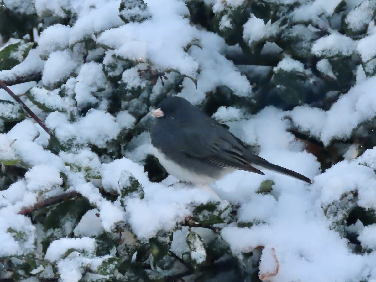 Dark-eyed Junco (Slate-colored) - ML646297045